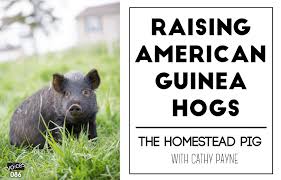 Raising American Guinea Hogs The Homestead Pig With Cathy