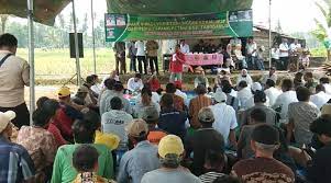 Wabup Tanggamus Buka Panen Raya Padi Varietas Unggul Lokal (MSP) – Detak  Media