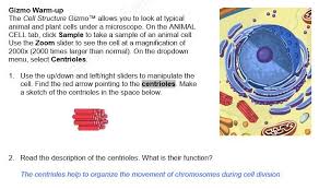 Cell division answer key vocabulary cell division centriole centromere chromatid. 2
