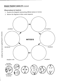 Cell Division Mitosis Worksheet Answers Mitosis