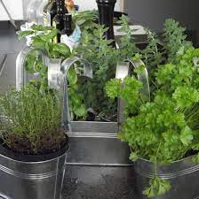Herbs For Kitchen Gardens My Top 10