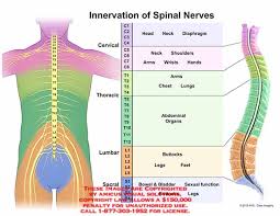 Innervation Of Spinal Nerves