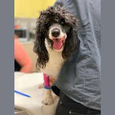 parti small female poodle dog in vic