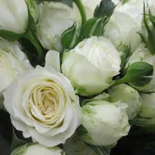 White Lace Garden Spray Roses