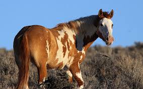 hd wallpaper wild pinto brown and