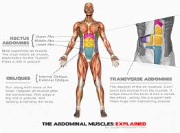 Ab Muscles Workout Wiring Diagrams