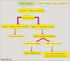 amylase serum and acute pancreais