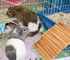 how much cage space do guinea pigs need