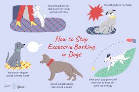 Reasons Why Dogs Bark Excessively And How To Stop It