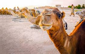 The hump stores up to 80 pounds of fat, which a camel can break down into water and energy when sustenance is not available. Is Camel Riding Ethical How To Have A Cruelty Free Camel Riding Experience