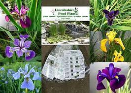 Lincolnshire Pond Plant Garden Plants