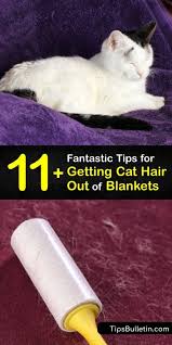 best tips for removing cat hair from