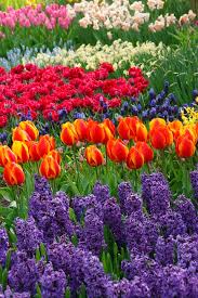 inspiring tulip garden ideas town