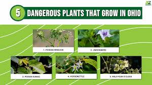 Dangerous Plants That Grow In Ohio