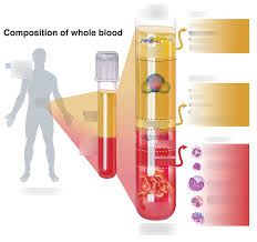 composition of whole blood diagram