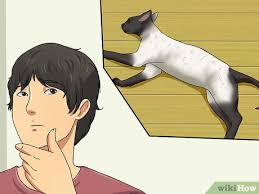 Struvite bladder stones in cats natural treatment. 3 Ways To Treat Bladder Stones In Cats Wikihow