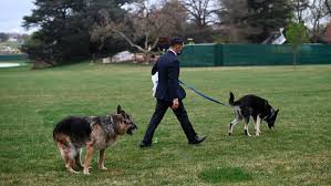 Major has been punished twice for biting staff. Ruh Roh Biden Pooch Drops Doggie Doo In White House Hallway Wcti