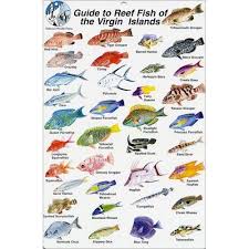 Virgin Islands Fish Images Fish Identification Cards