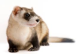 Black Footed Ferret National Geographic