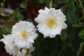 flower carpet white rose wasconursery com