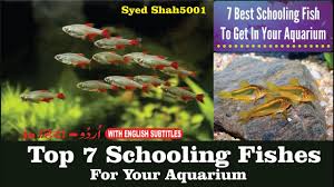 The freshwater fish i'm going to introduce you to in this article all make good community fish, although there are a few examples of territorial behaviors or slight aggressivity towards other males. Top 7 Aquarium Schooling Fish Best Beginner Fish Top 7 Schooling Fishes For Planted Aquarium Youtube