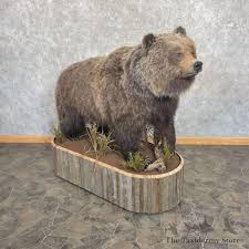 Grizzly Bear Life Size Taxidermy Mount