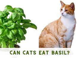 can cats eat basil basil safety tips