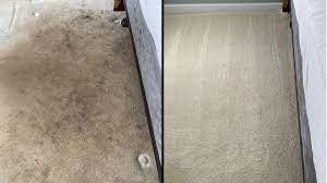 repair carpet damage by pets fix