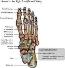 Image result for bones of the right foot
