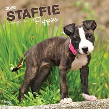 Jess is like that with blue tongues. Staffordshire Bull Terrier Puppies 2020 Square Wall Calendar Amazon Co Uk Browntrout Publishers Ltd 9781975414863 Books
