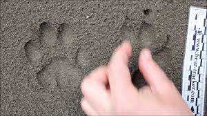 mountain lion puma vs dog tracks