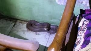 Walaupun ular itu berbahaya tapi tidak semuanya mempunyai bisa mematikan. Rawan Ular Masuk Rumah Saat Musim Hujan Simak 6 Cara Untuk Mencegahnya Tribun Jakarta