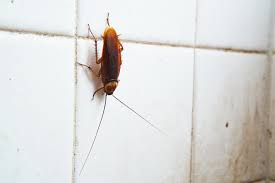 3 types of common bugs in your bathroom