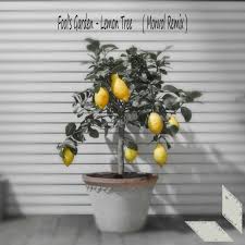 stream fool s garden lemon tree