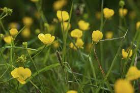 Yellow flowers mature to puffballs. Buttercup Weed Information Tips For Controlling Buttercup Weeds