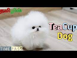 teacup dogs in tamil you