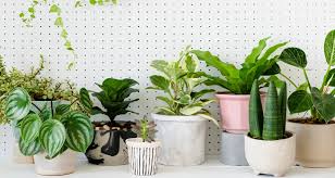 Common Myths About House Plants Send