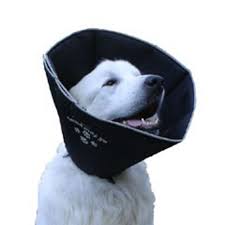 Top 5 Best Dog Recovery Cones E Collars For Dogs 2017