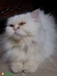 He enlisted the help of geneticists and breeders to develop this breed by crossing it with siamese cats. Extreme Punch Face Big Round Eyes Persian Cats For Sale Buy Pets Online