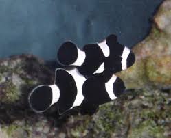 Clownfish Fish Guides For Clown Fish Species Anemonefishes