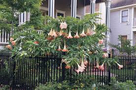how to grow and care for angel s trumpet