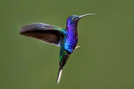 Resultado de imagem para colibri