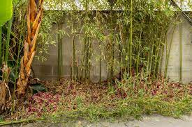 how to get rid of bamboo from your yard