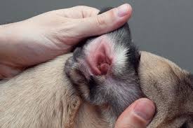 4 home remes for dog ear infections