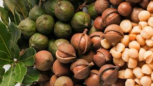 here s why macadamia nuts are so