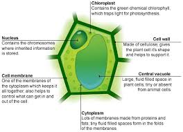 The cell is the smallest, structural, and basic unit of life in all organisms. Biology Cells Tissues And Organs Revision Cards In Gcse Biology