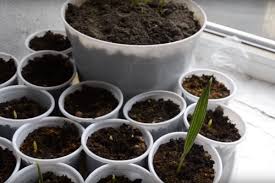 Ինչպես տնային պայմաններում արմավենի աճեցնել խուրմայի կորիզից | Ժամանցային լուրեր