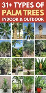 31 Diffe Types Of Palm Trees With