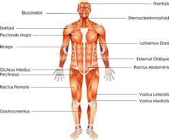 There are five types of skeletons and bones in human. Muscle Diseases And Disorders Anatomy 101 From Muscles And Bones To Organs And Systems Your Guide To How The Human Body Works