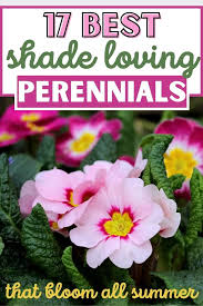We have hundreds of the best perennials for your shade gardens in shade gardens, light colored flowers stand out really well. 17 Best Shade Loving Perennials That Bloom All Summer